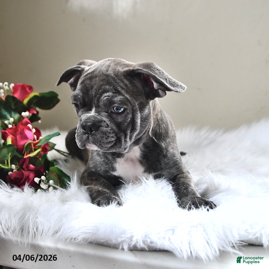 Frenchton dogs Blue  - Ad 2