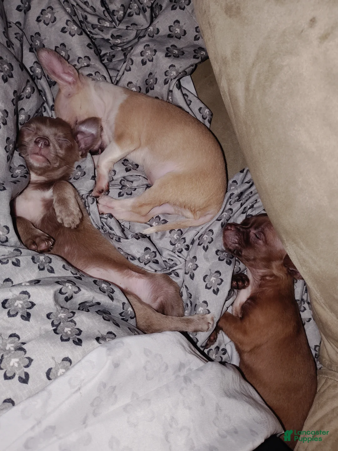 Chihuahua dogs for sale: Chihuahua 8 - Ad 1