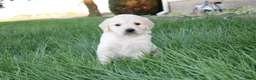 Golden Retriever dogs for sale: Theo Golden Retriever Puppy  - Ad 5