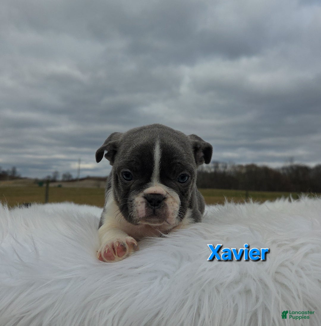 Frenchton dogs for sale: Xavier  - Ad 3