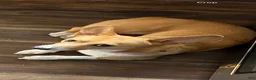 Welsh Corgi Pembroke dogs for sale: Welsh Corgi Pembroke 2 - Ad 6