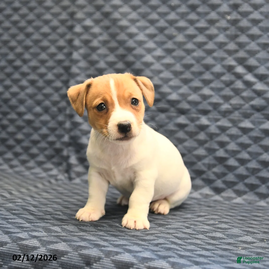 Jack Russell Terrier dogs for sale: Nick  - Ad 5
