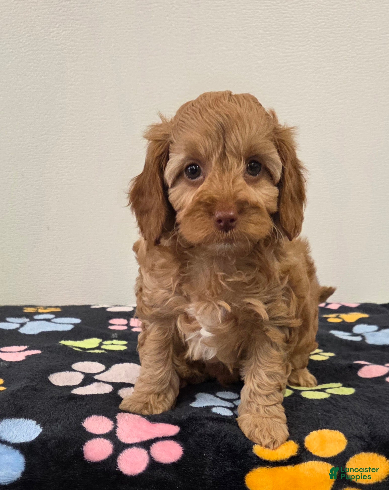 Cavapoo dogs Buddy - Ad 2