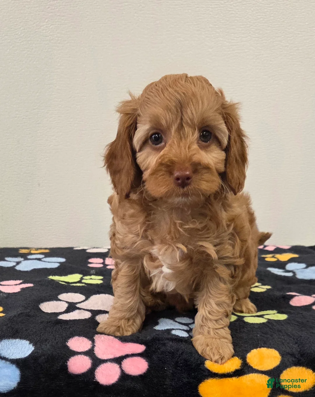 Cavapoo dogs for sale: Buddy - Ad 2