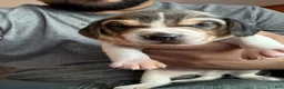 Beagle dogs for sale: Beagle Puppy 2 - Ad 1