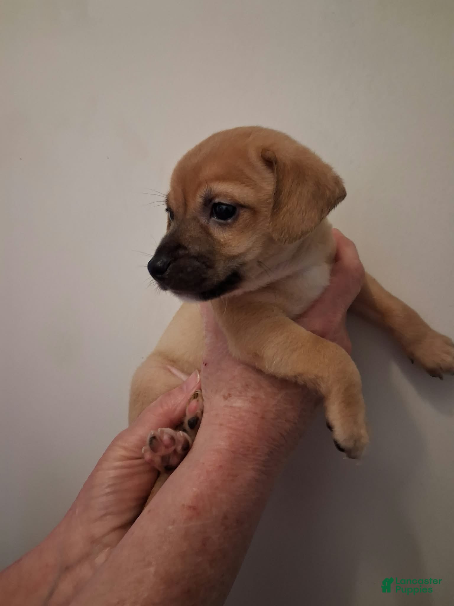 Chipoo dogs for sale: Chipoo 8 - Ad 13