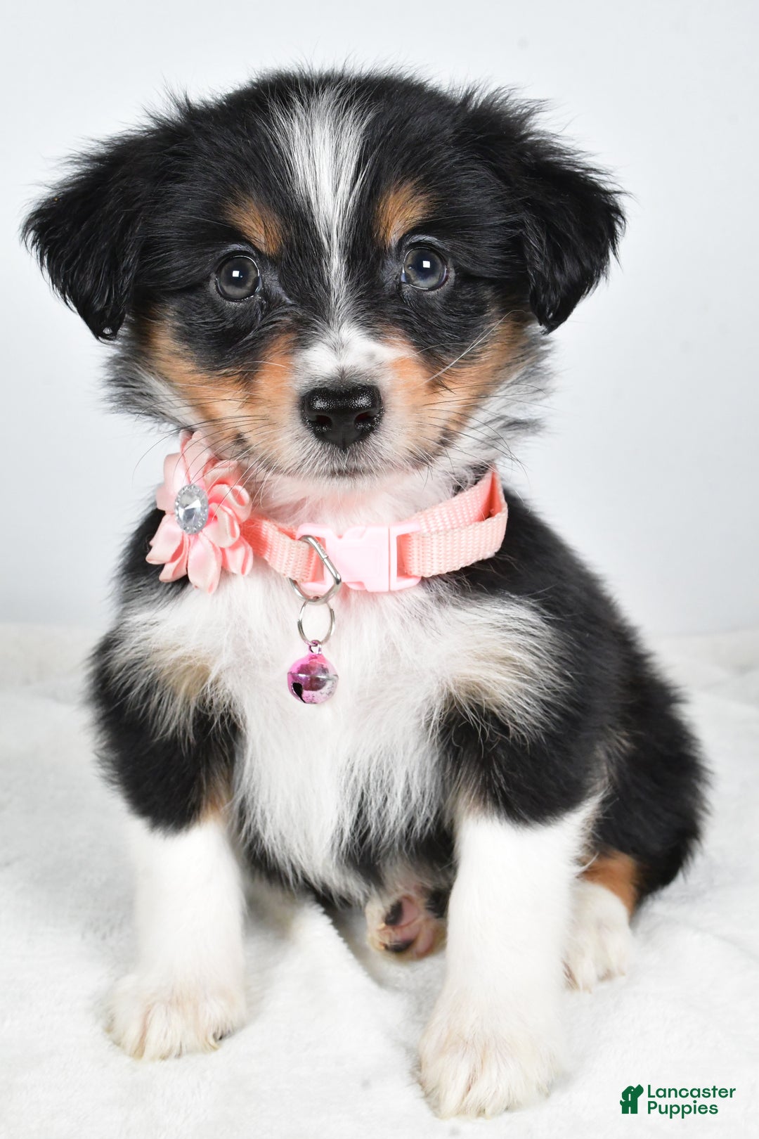 Miniature Australian Shepherd dogs for sale: Jean - Ad 7