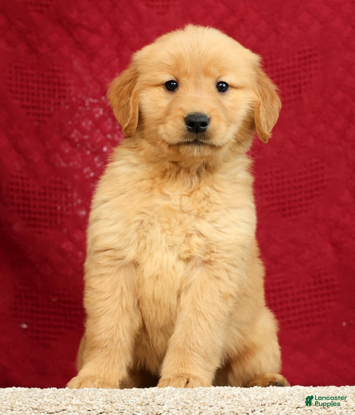 Golden Retriever dogs for sale: Andre - Ad 1