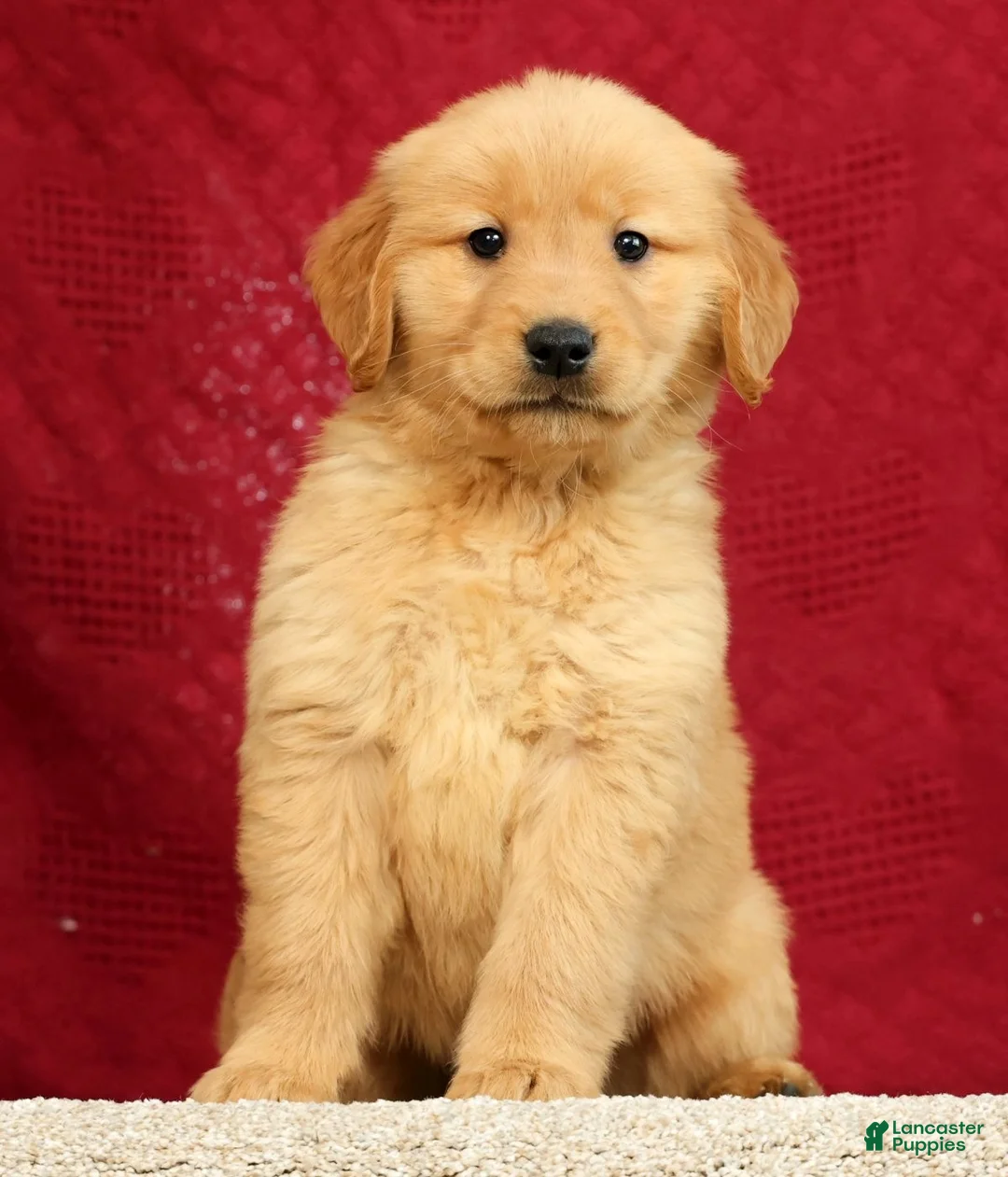 Golden Retriever dogs for sale: Andre - Ad 1
