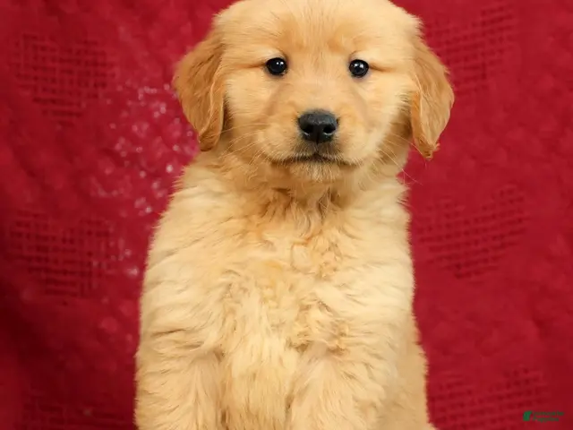 Golden Retriever dogs for sale: Andre - Ad 1