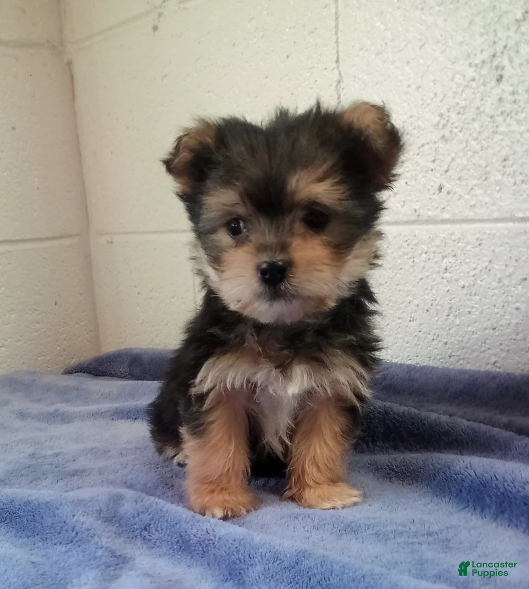 Morkie dogs for sale: Max - Ad 3