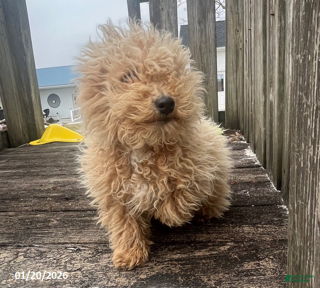 Bichpoo dogs for sale: Max - Ad 4