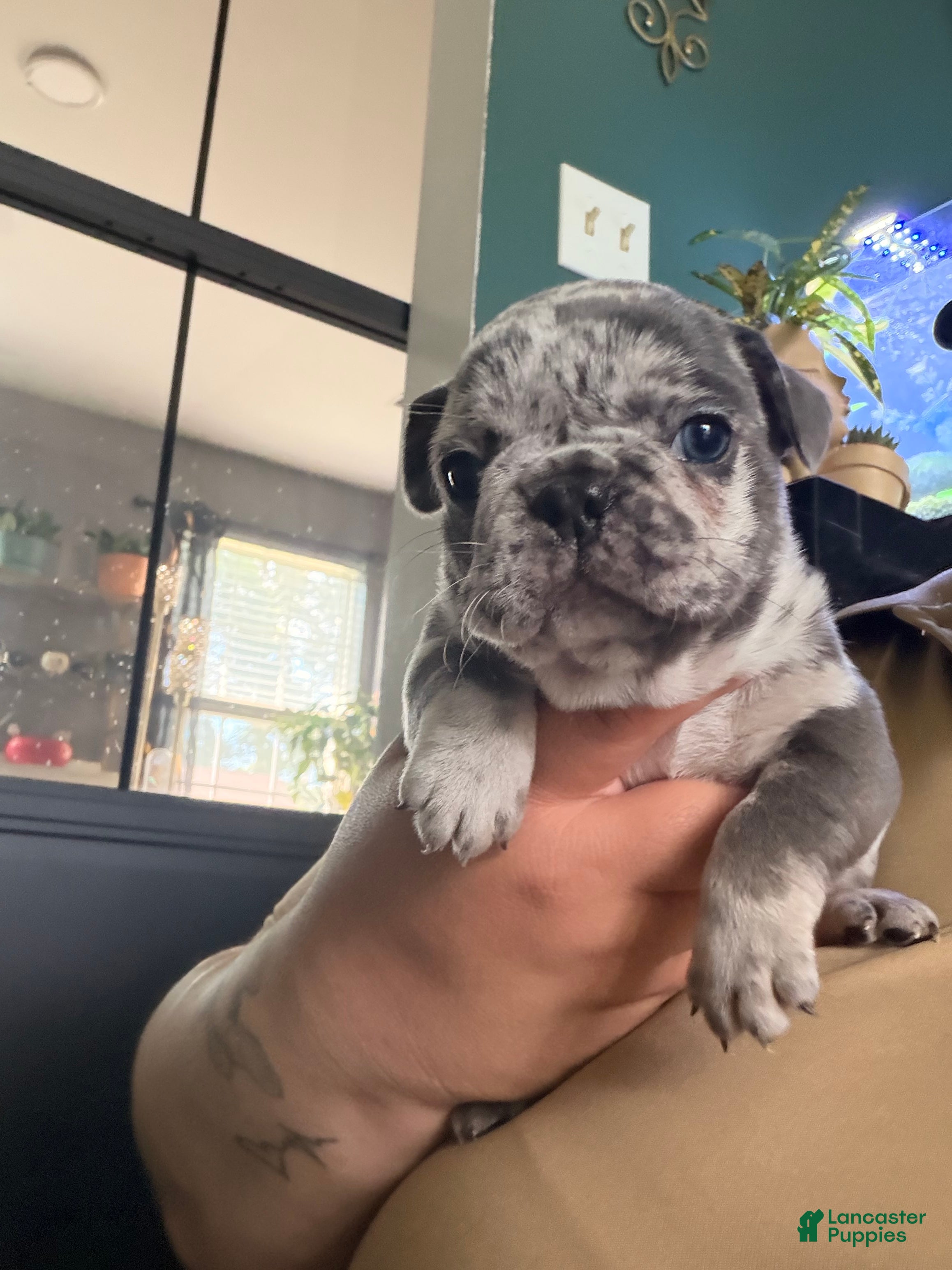 French Bulldog dogs French Bulldog Puppy 1 - Ad 6