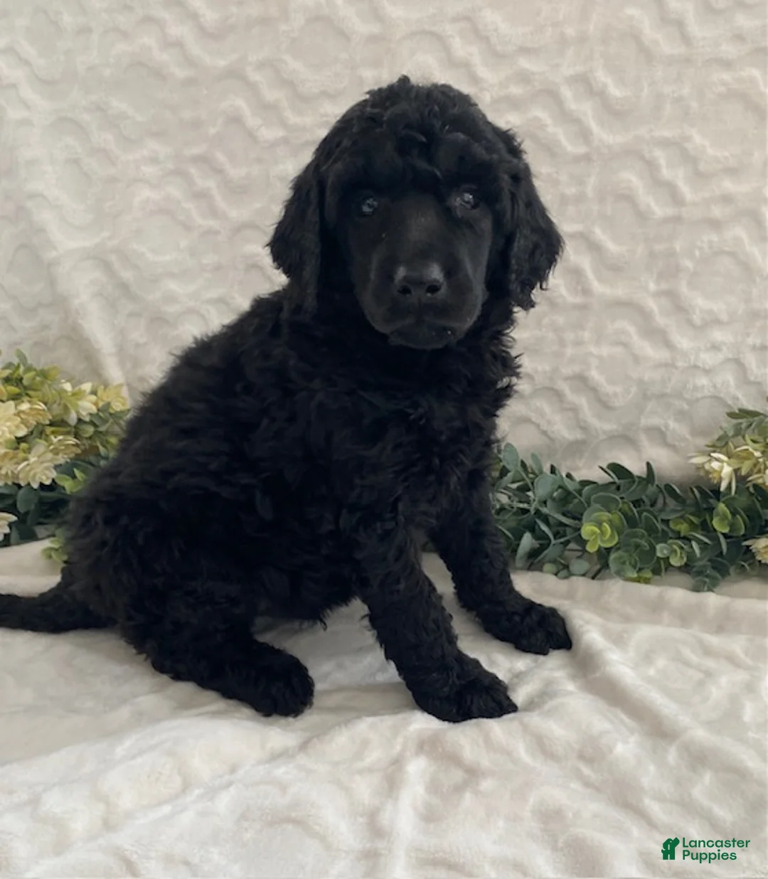 Standard Poodle dogs for sale: Kody- genetic clear - Ad 4