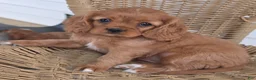 Cavapoo dogs for sale: SANDEE - Ad 3