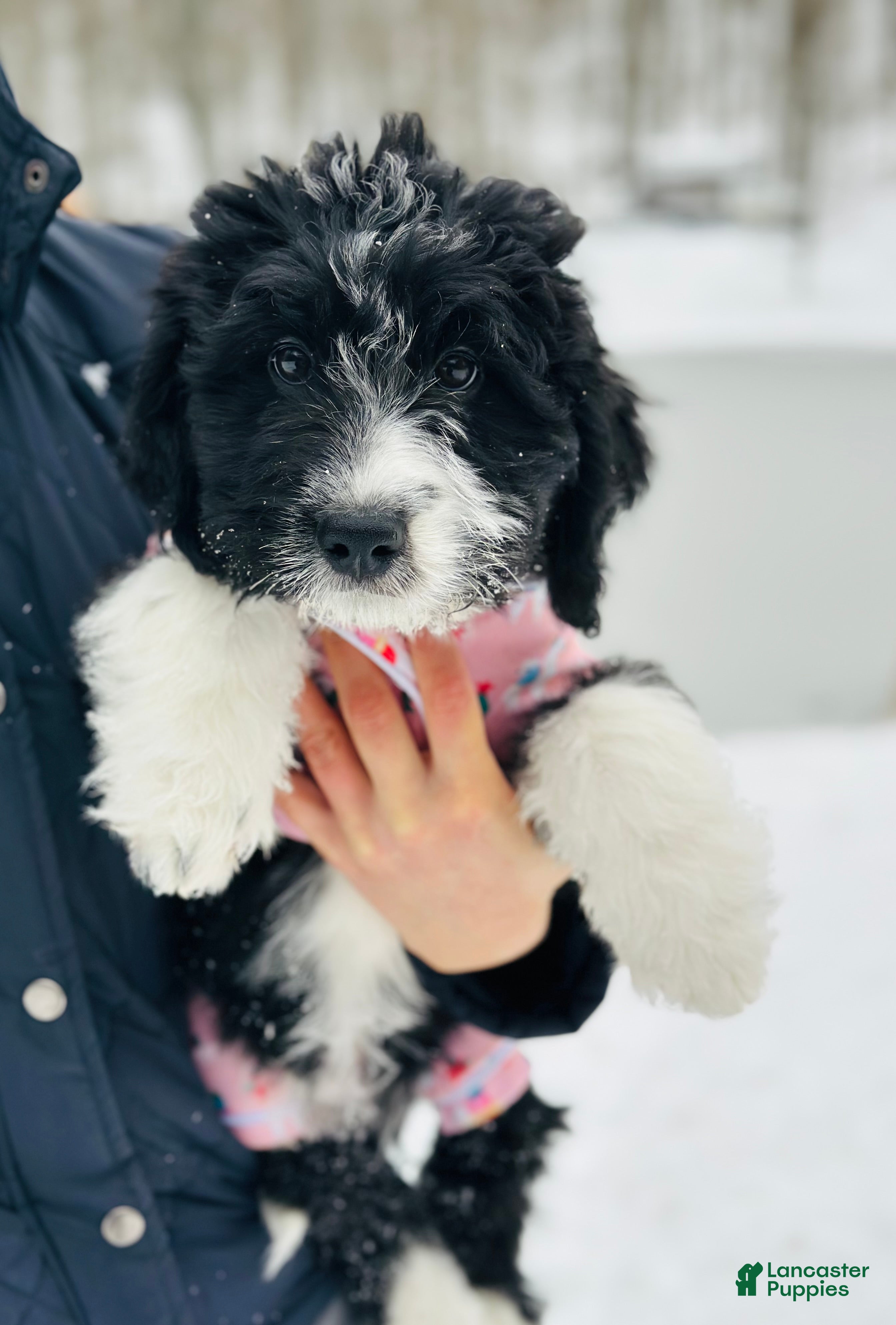 Bernedoodle dogs Cozy - Ad 22