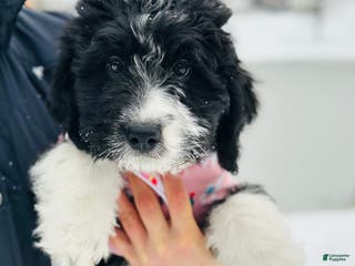 Bernedoodle dogs Cozy - Ad 32