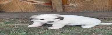 Great Pyrenees Puppy 1