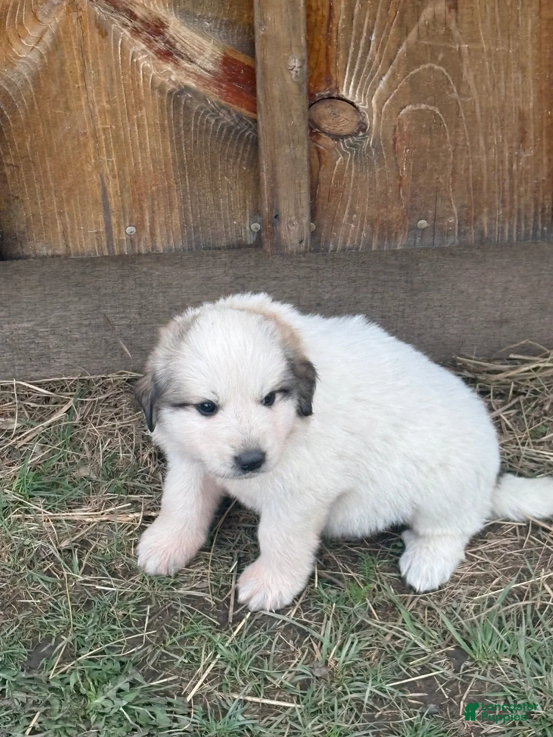 Great Pyrenees dogs for sale: Great Pyrenees Puppy 1 - Ad 1