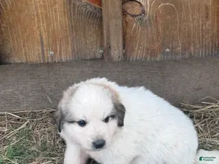 Great Pyrenees dogs Great Pyrenees Puppy 1 - Ad 21