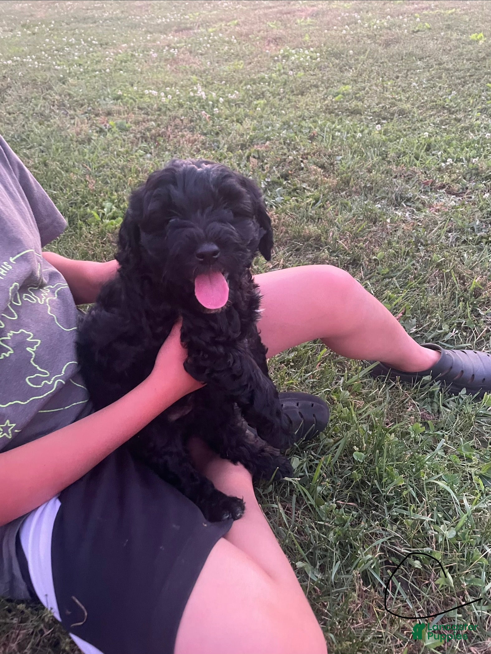 Miniature Poodle dogs Jack - Ad 2
