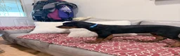 Rottweiler dogs for sale: Blue collar, girl - Ad 3