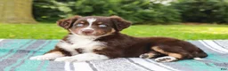 Australian Shepherd dogs for sale: Sarge - Ad 5