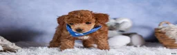 Toy Poodle dogs for sale: Tucker - Ad 14