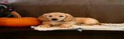 Miniature Dachshund dogs for sale: Tazer - Ad 5