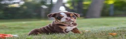 Beabull dogs for sale: Rosie - Ad 7
