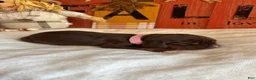 Bloodhound dogs for sale: Pink collar female  - Ad 3