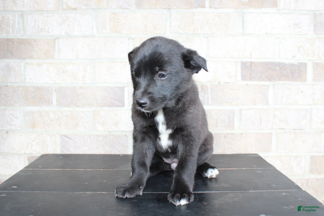 Mixed Breed dogs for sale: Sara - Ad 6