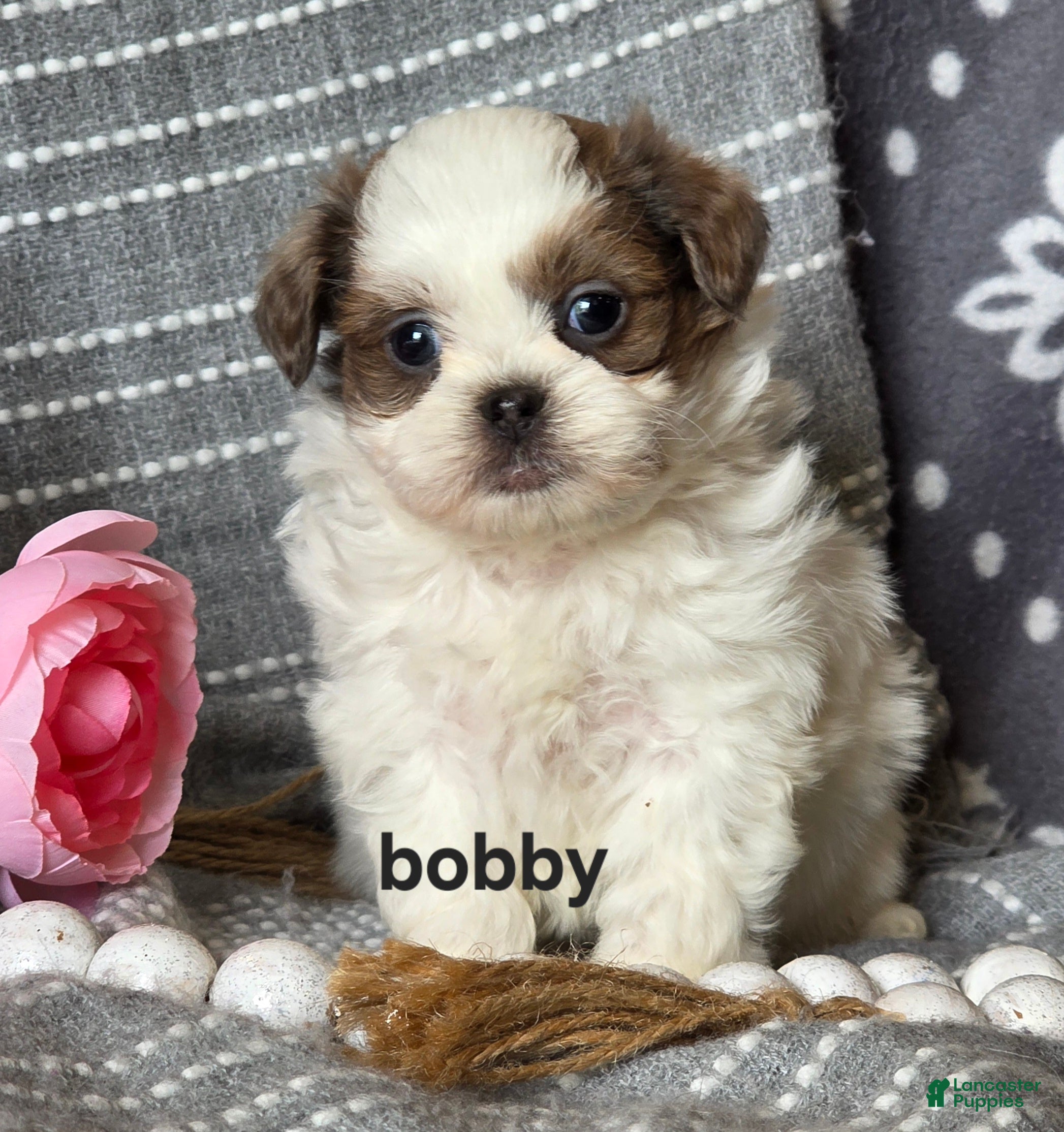 Shihpoo dogs Bobby - Ad 1
