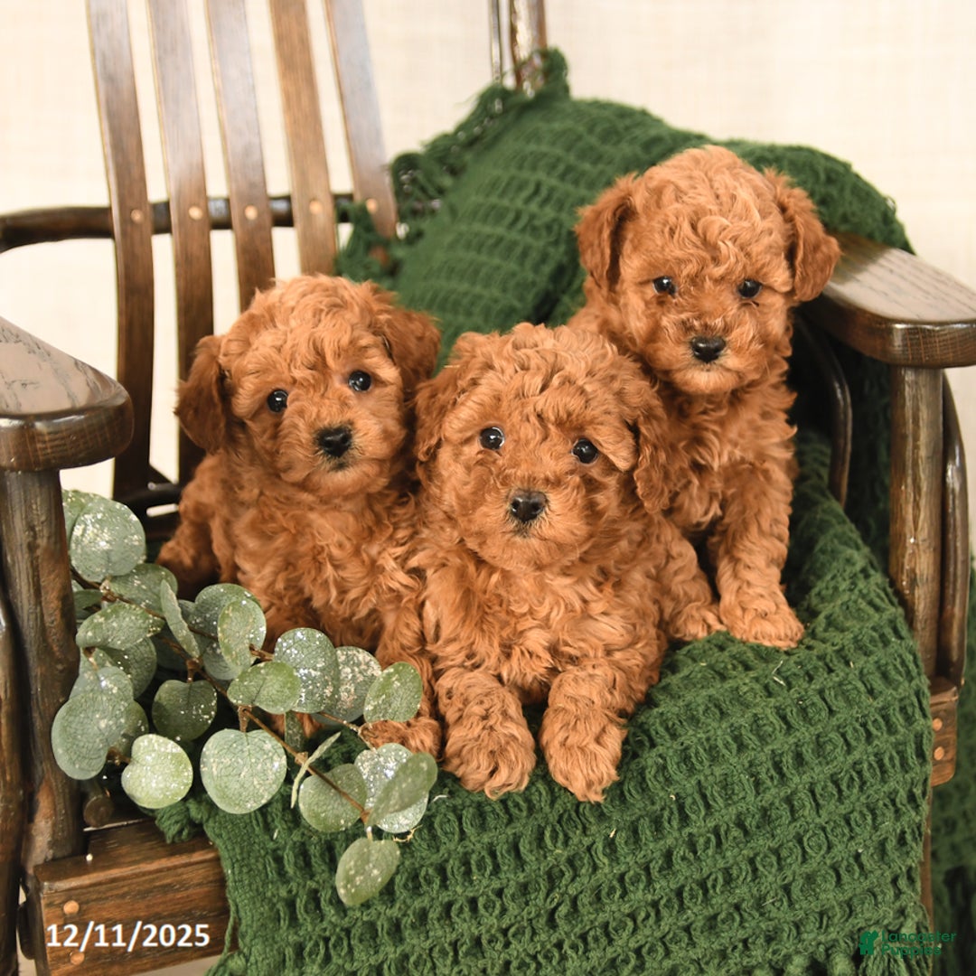 Toy Poodle dogs for sale: Cherry - Ad 3
