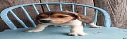 Beagle dogs for sale: Twix - Ad 4