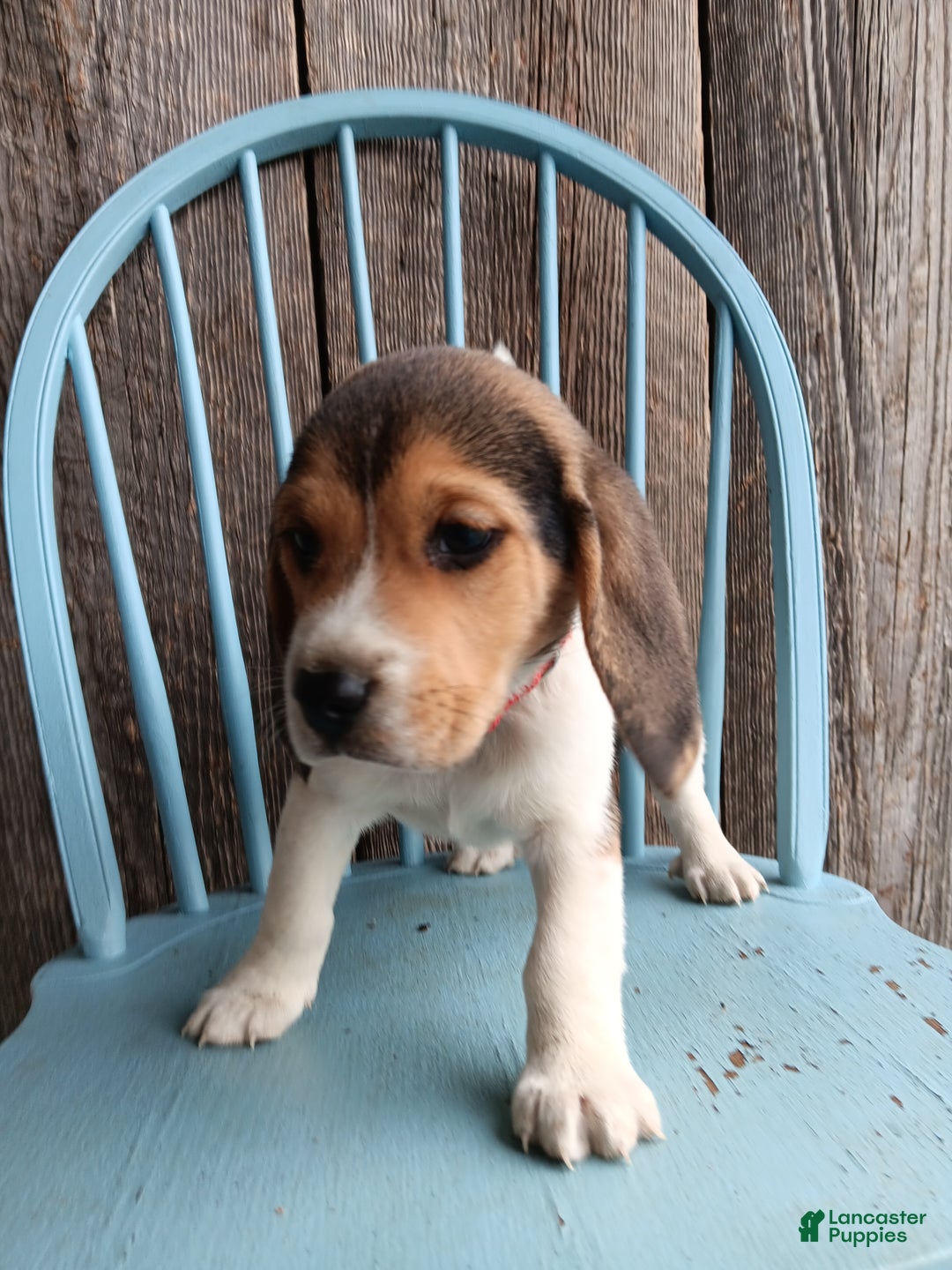 Beagle dogs for sale: Twix - Ad 4