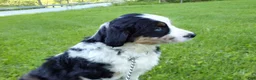 Australian Shepherd dogs for sale: Mandi - Ad 4