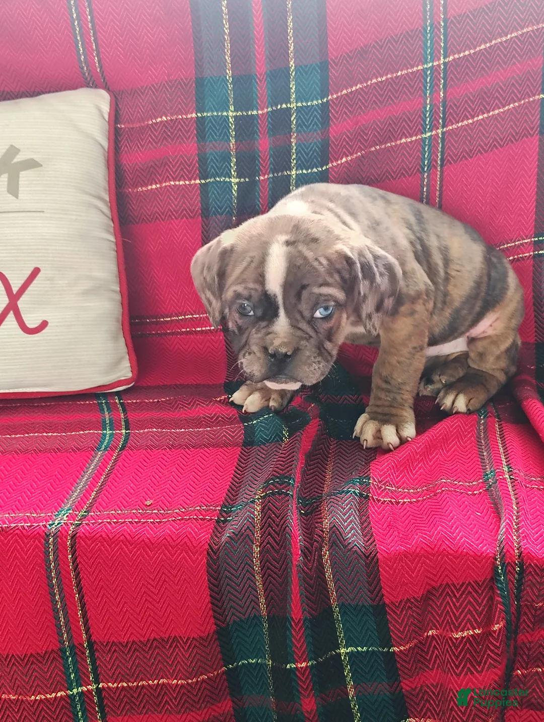 Olde English Bulldogge dogs for sale: Benji - Ad 1