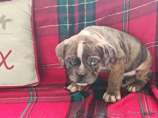 Olde English Bulldogge dogs Benji - Ad 36