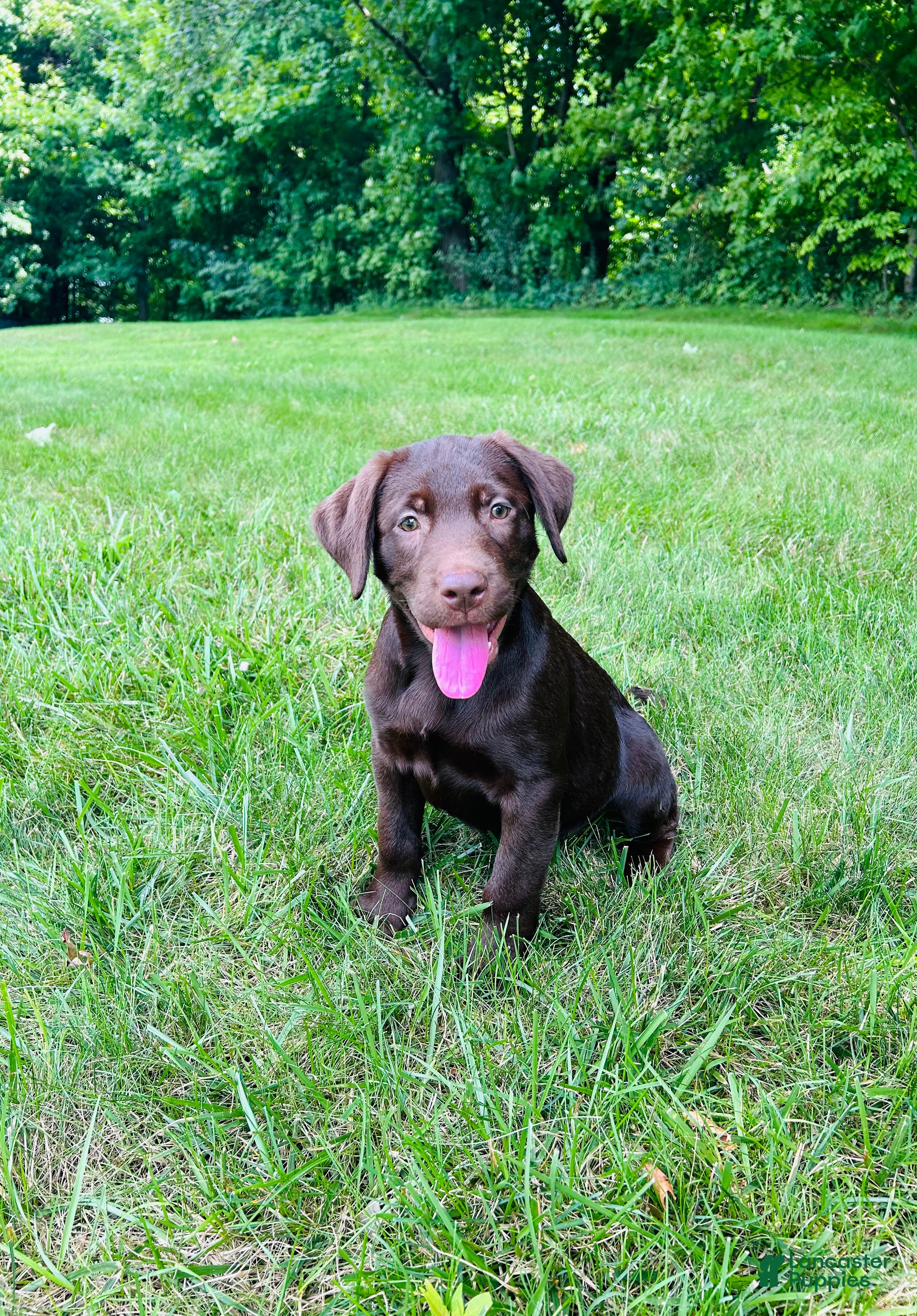 Labrador Retriever dogs Coco  - Ad 1