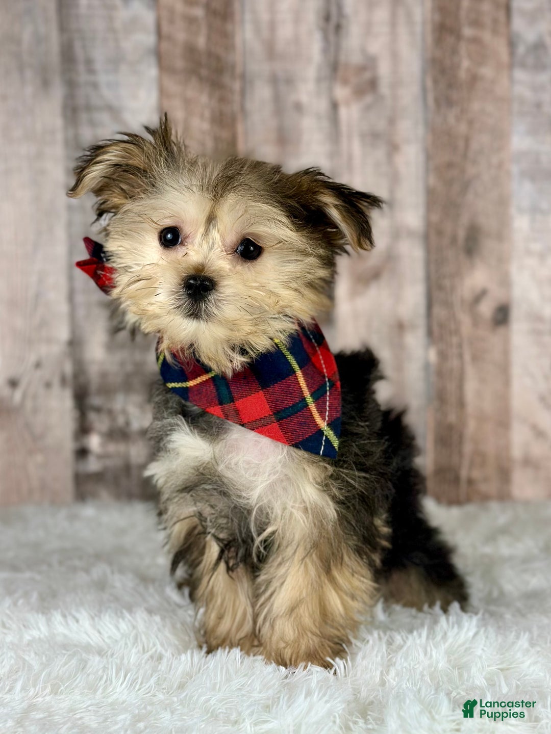 Morkie dogs for sale: Girl Opal - 0002 - Ad 1