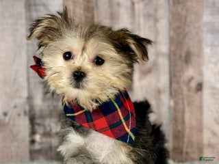 Morkie dogs Girl Opal - 0002 - Ad 39