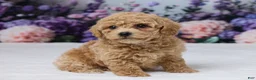 Bichpoo dogs for sale: Duke - Ad 2