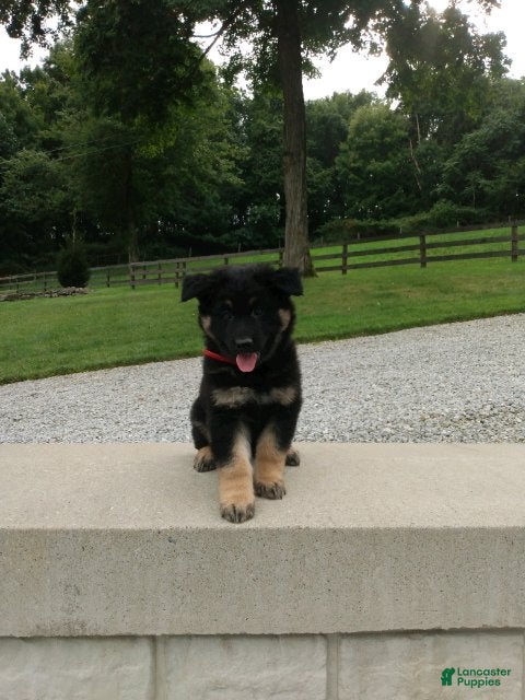 German Shepherd dogs Denver - Ad 2
