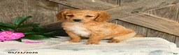 Mini Goldendoodle dogs for sale: Jane - Ad 2