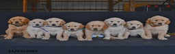 Golden Retriever dogs for sale: Rylan  - Ad 5