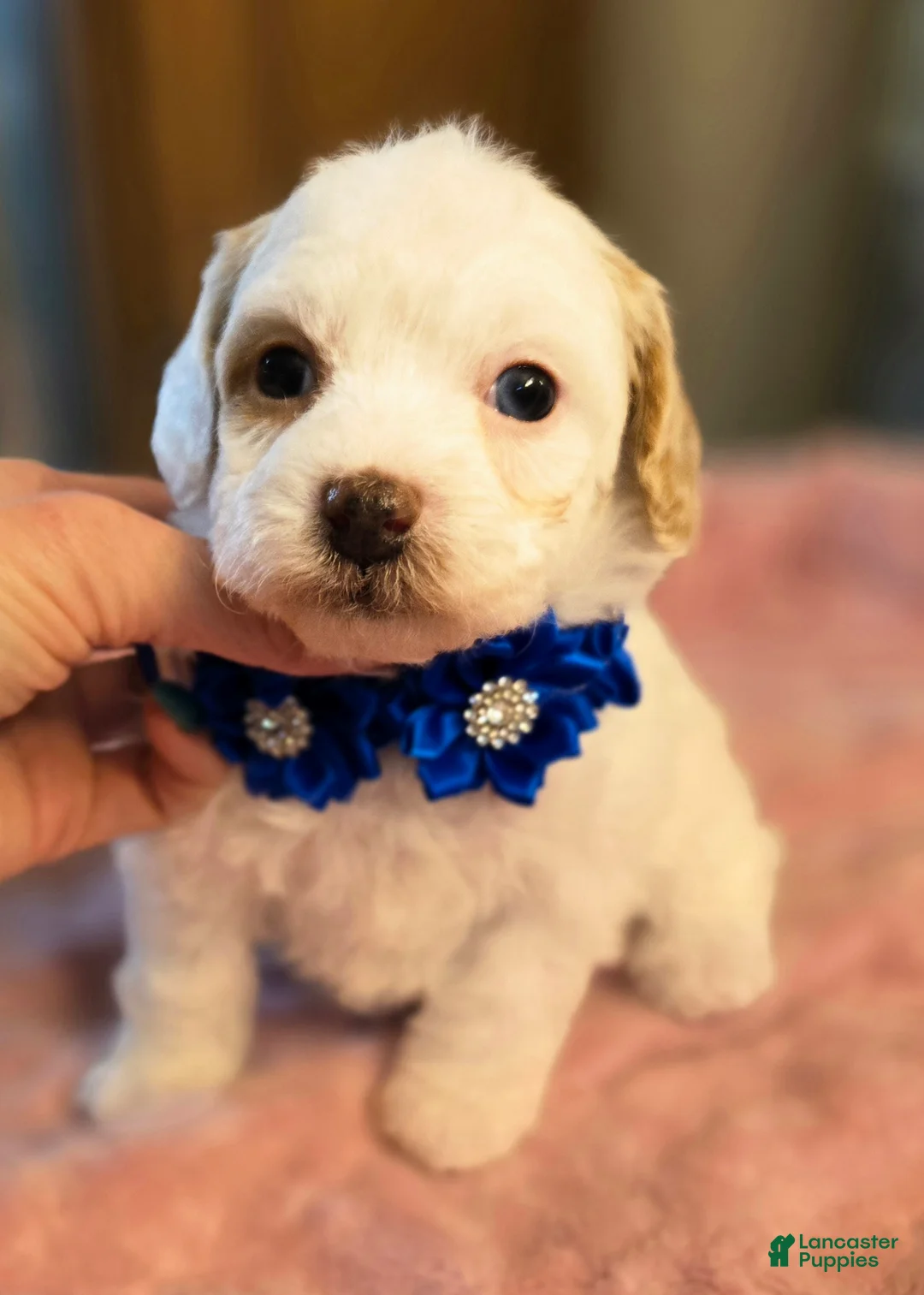 Miniature Poodle dogs for sale: Vixen - Ad 2