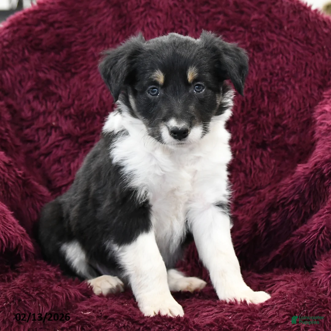 Border Collie dogs for sale: Taki - Ad 1