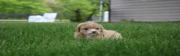 Mini Goldendoodle dogs for sale: Tulip - Ad 16