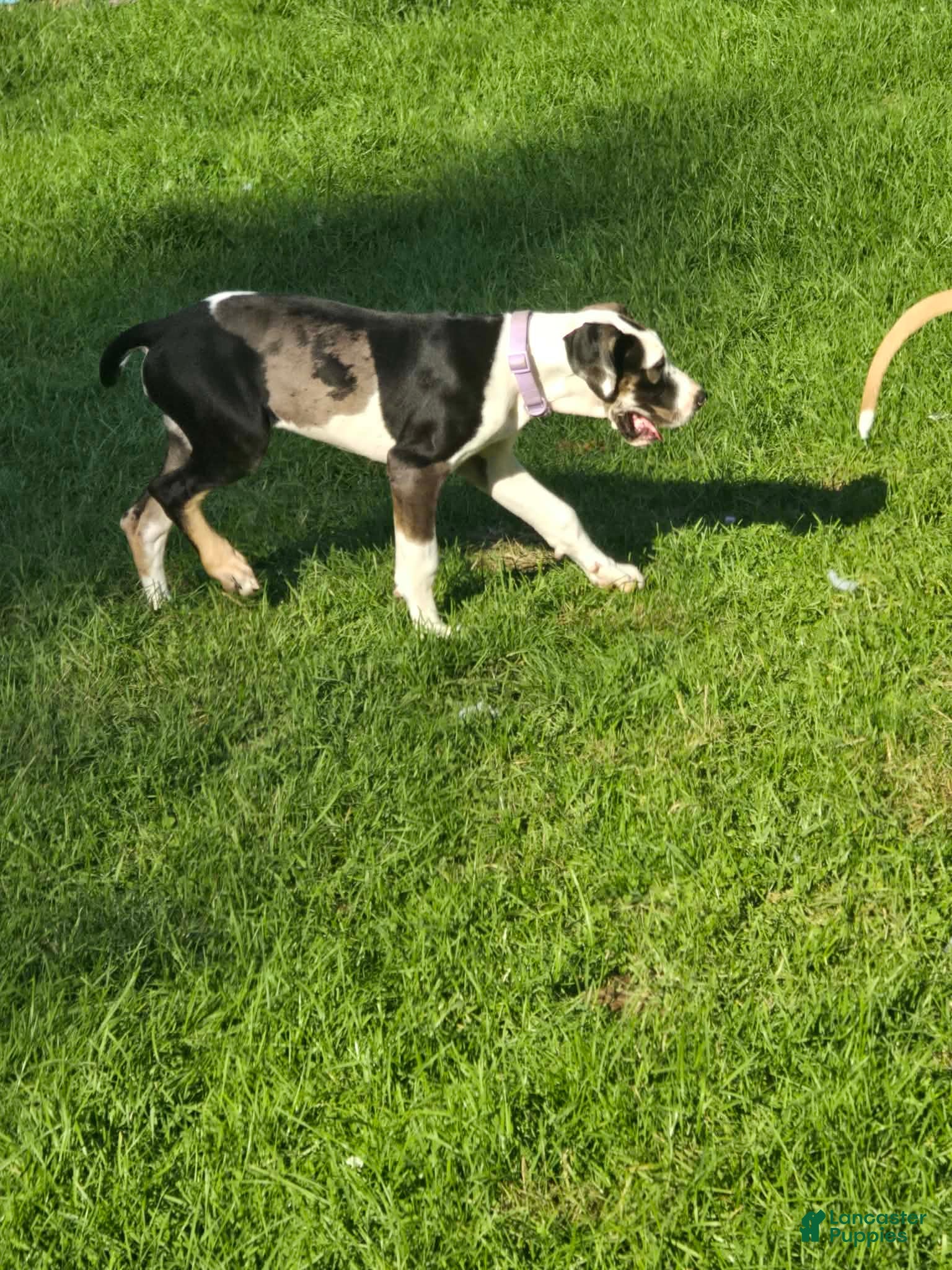 Great Dane dogs Juno - Ad 14